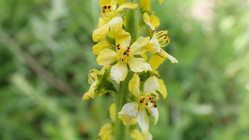 Agrimony
Agrimonia eupatoria
