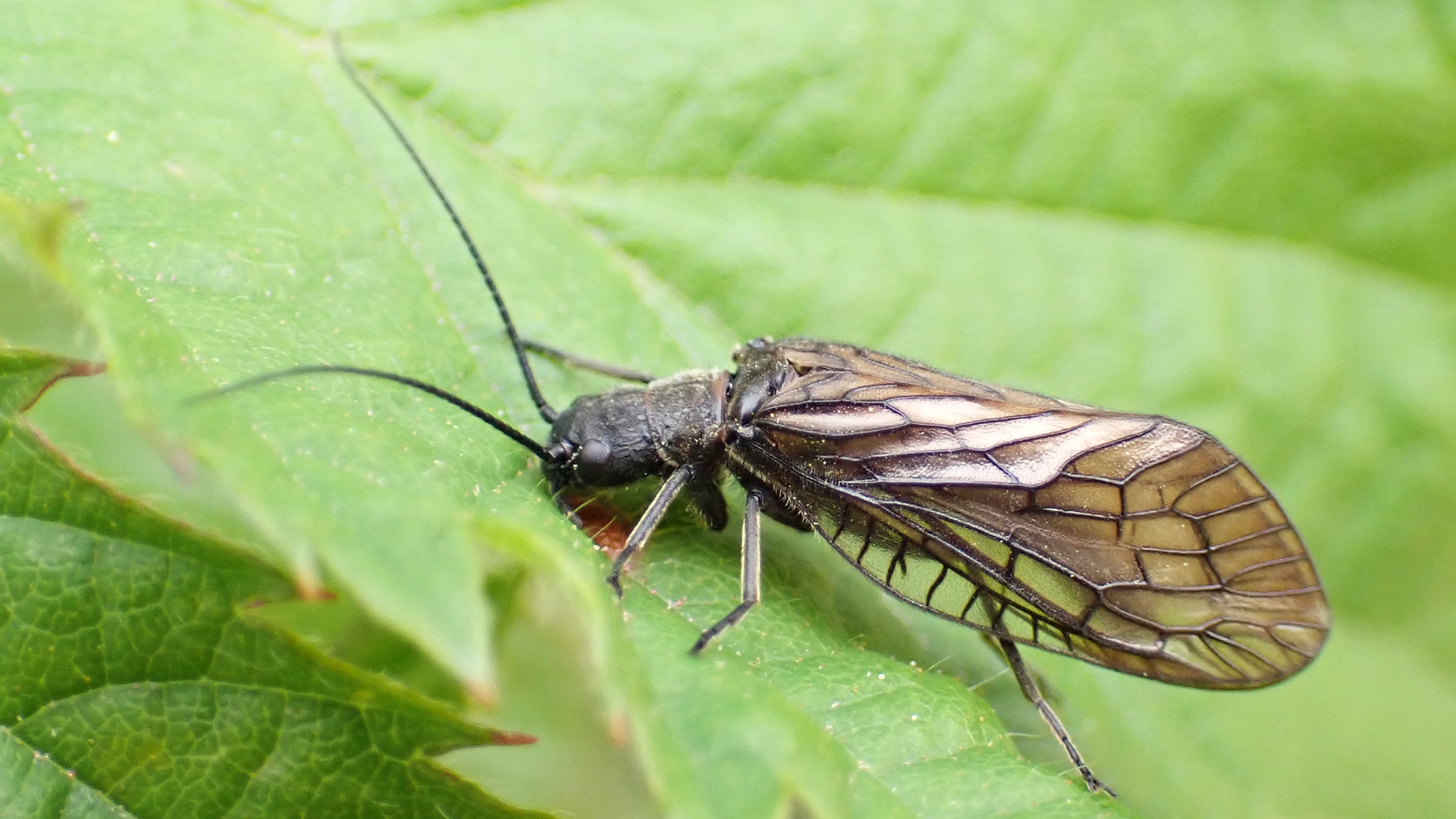 Alderfly