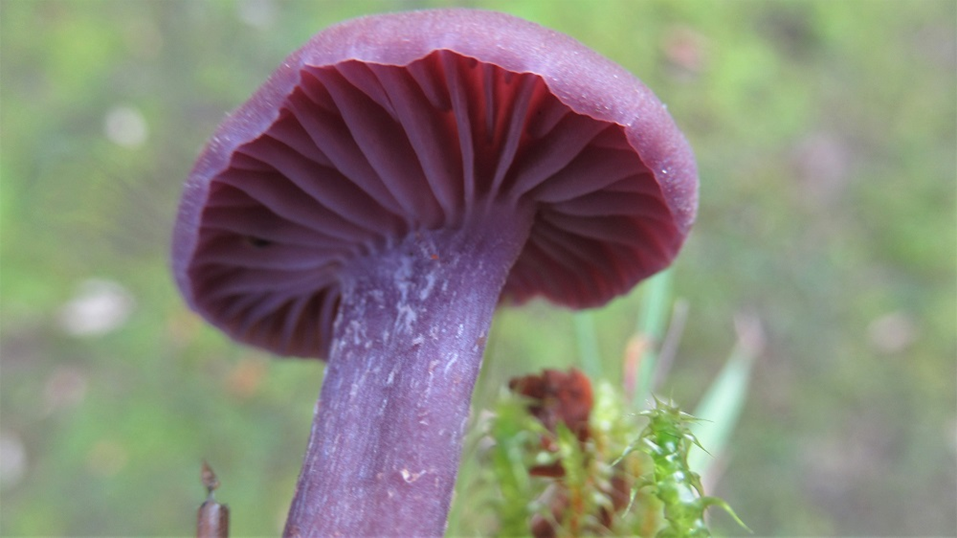 Amethyst Deceiver
Laccaria amethystina
