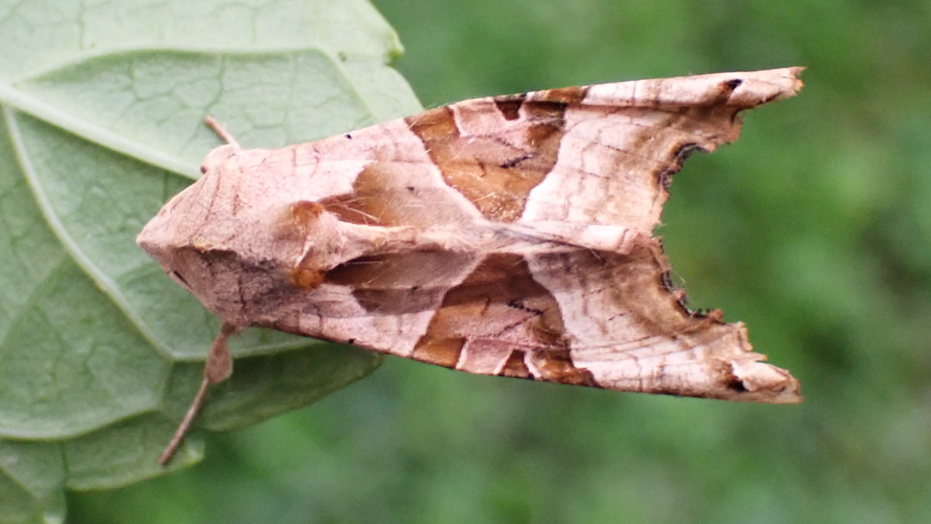 Angle Shades
Phlogophora meticulosa