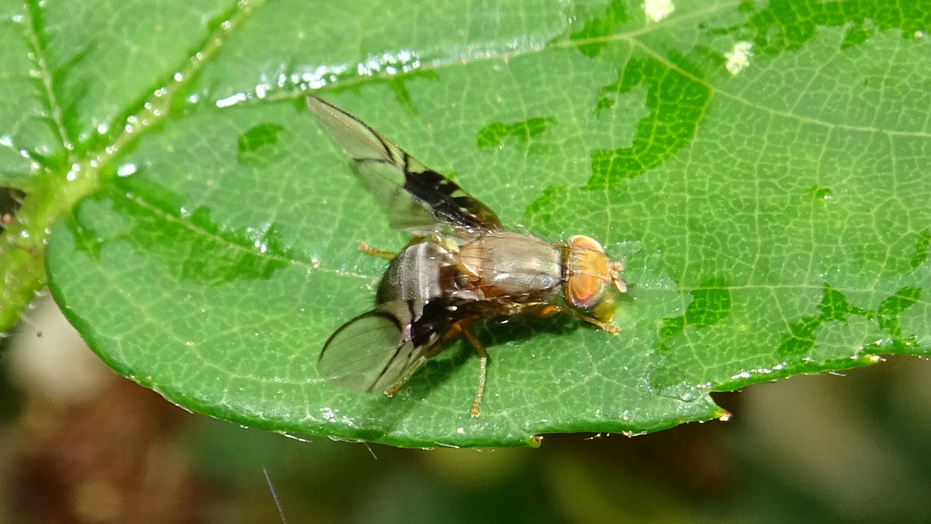 Spectacled Berry Fly