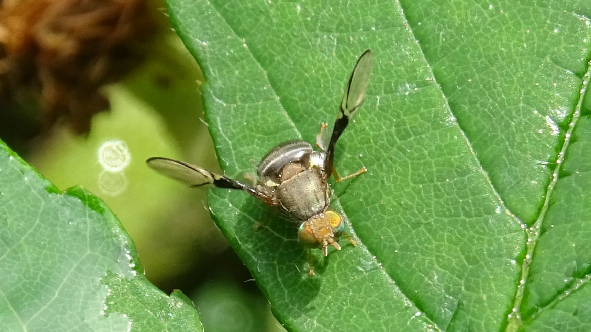 Anomoia purmunda