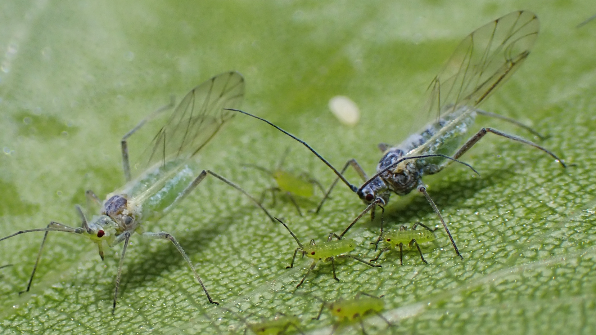 Silver Birch Aphid
Euceraphis betulae