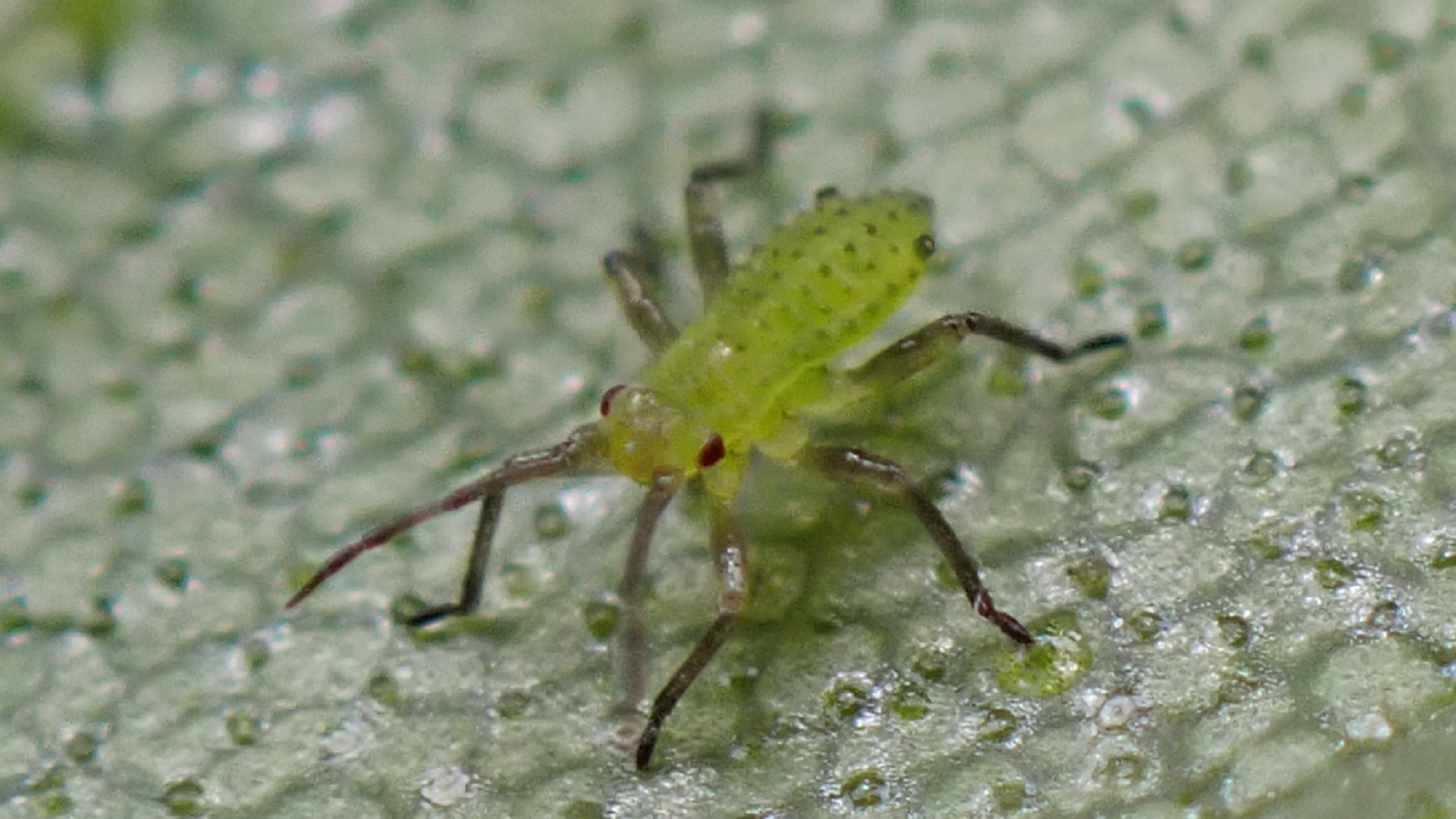Silver Birch Aphid
Euceraphis betulae