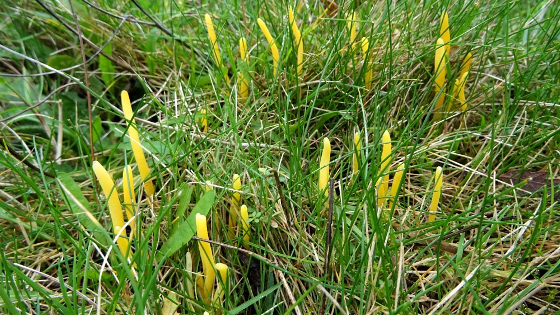 Apricot Club
Clavulinopsis luteoalba