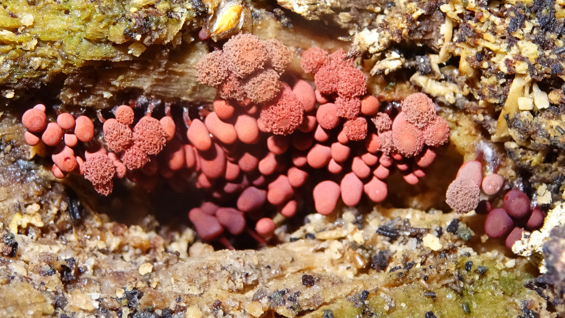 Slime Mould
Arcyria denudata