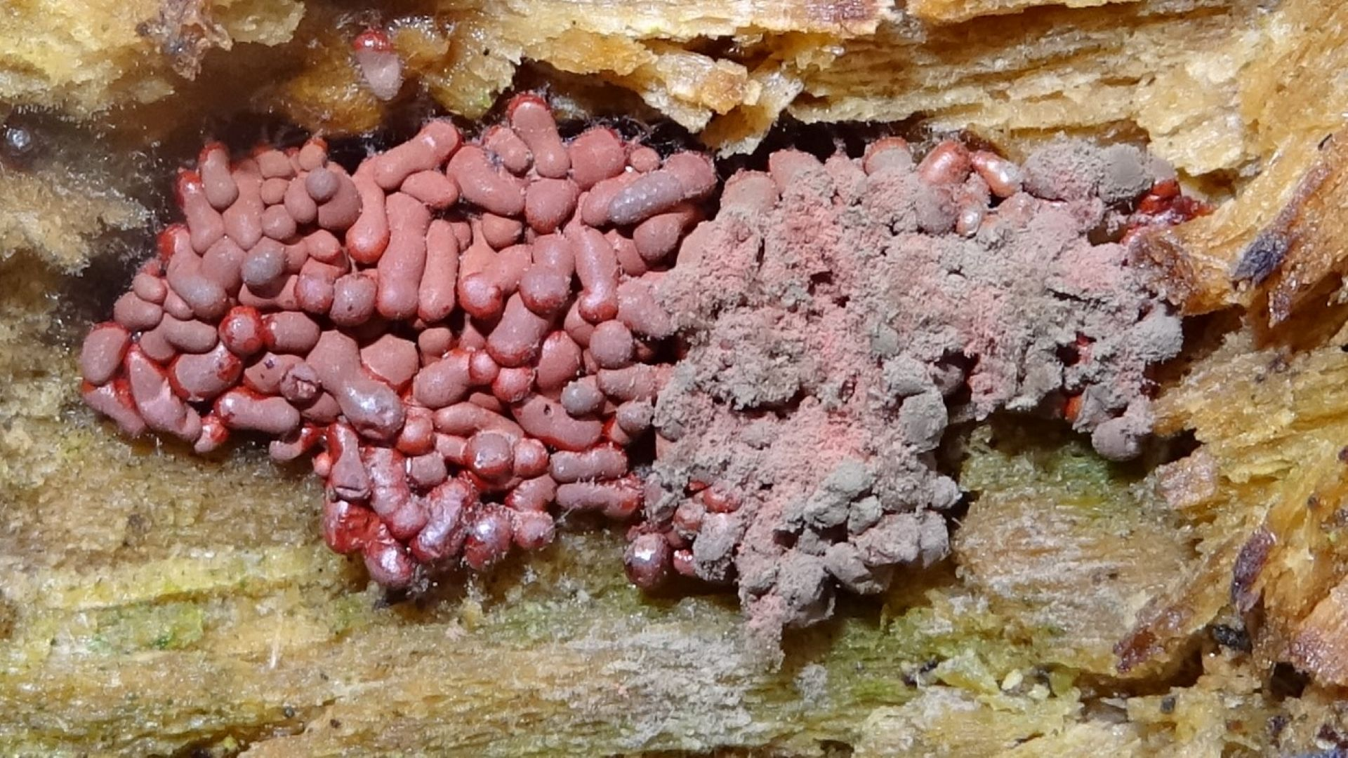 Slime Mould
Arcyria stipata