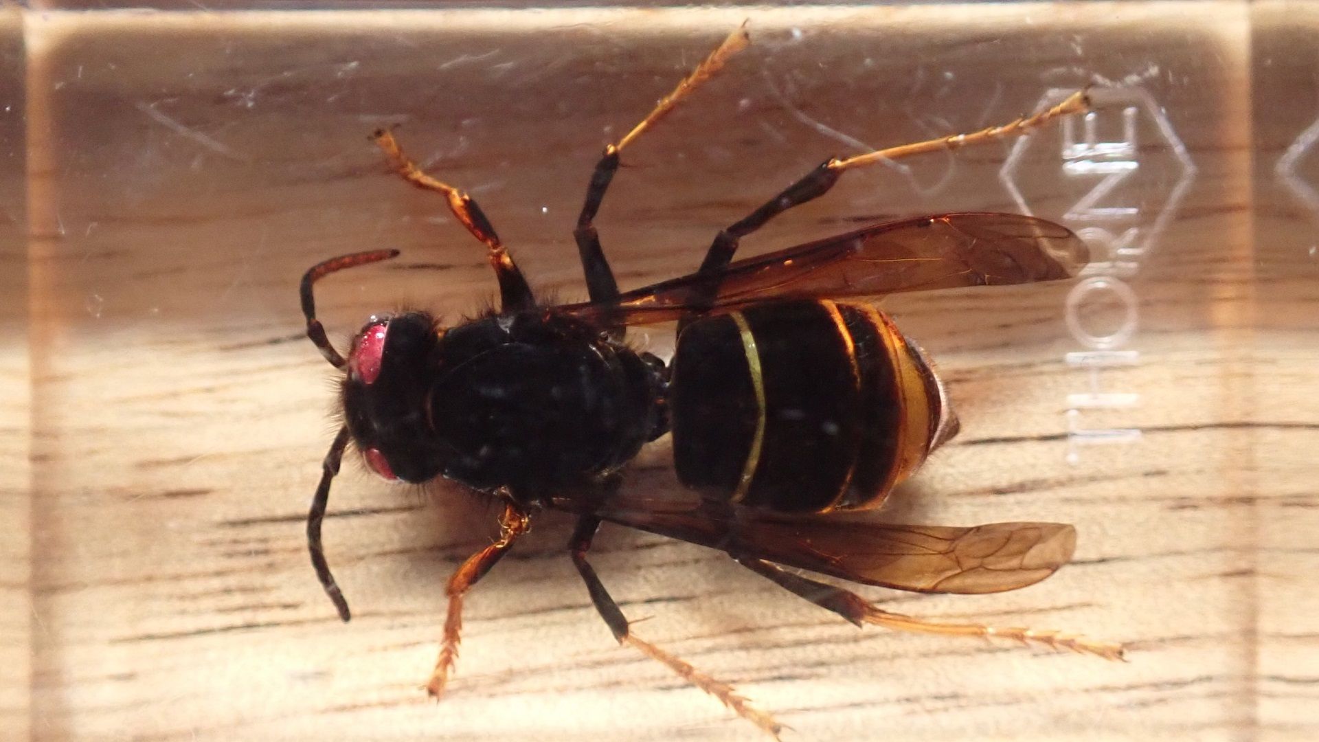 Asiatic Hornet or Yellow-legged Hornet