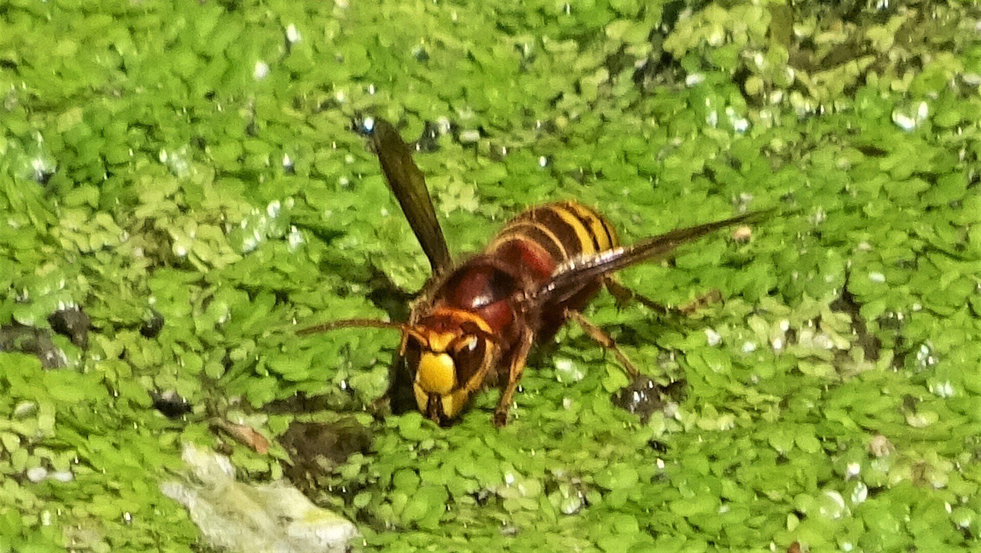 European Hornet
Vespa crabro