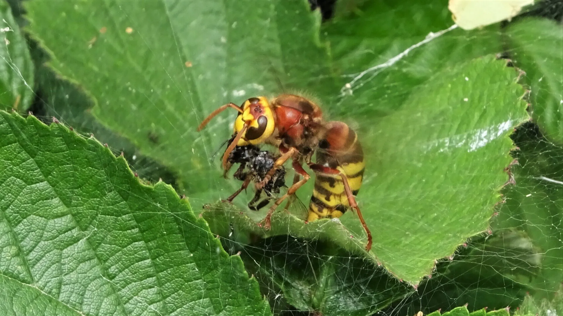 European Hornet
Vespa crabro