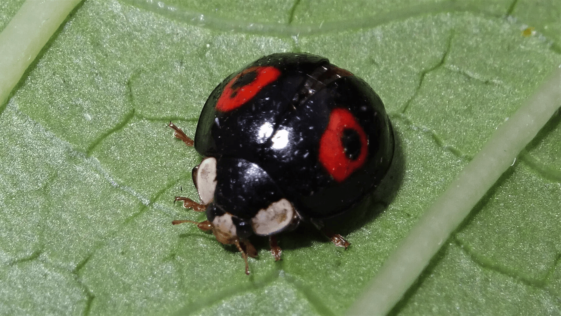 Harlequin Ladybird