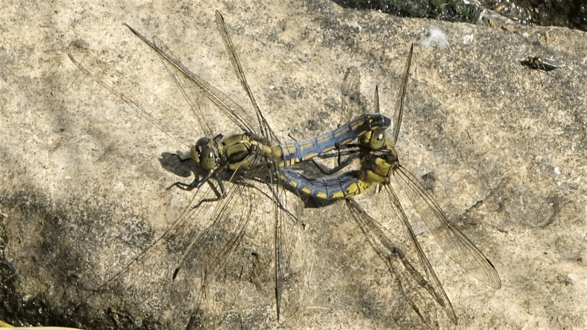 Black-tailed Skimmer