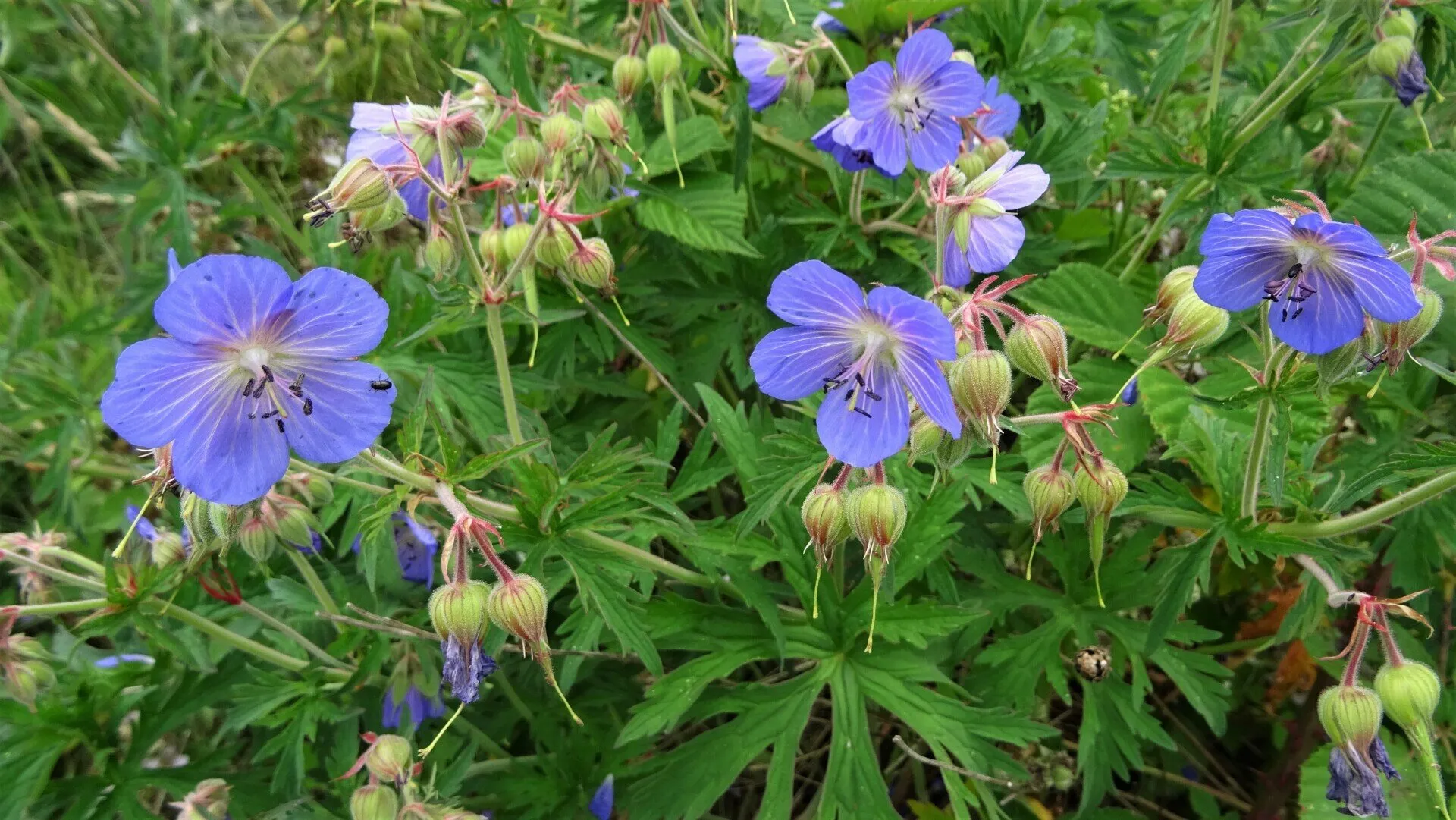 Meadow Cranesbill 