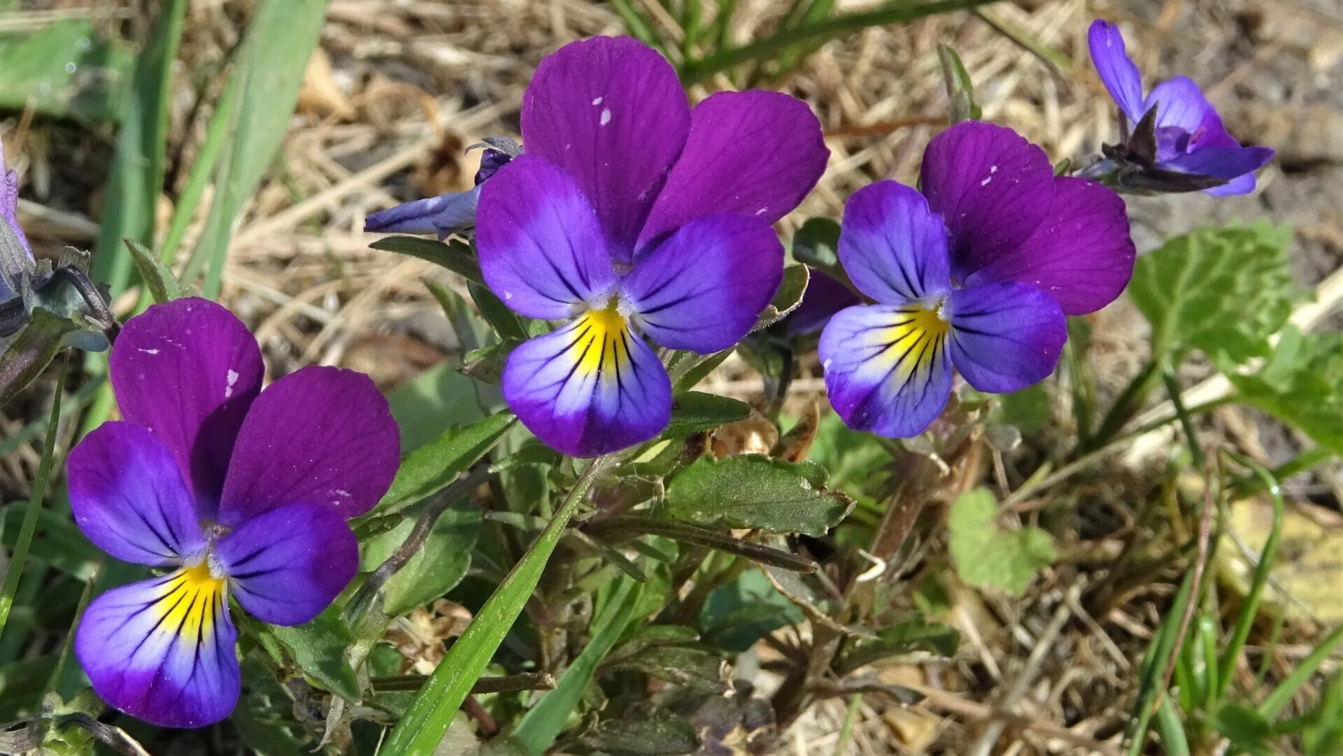 Garden Pansy