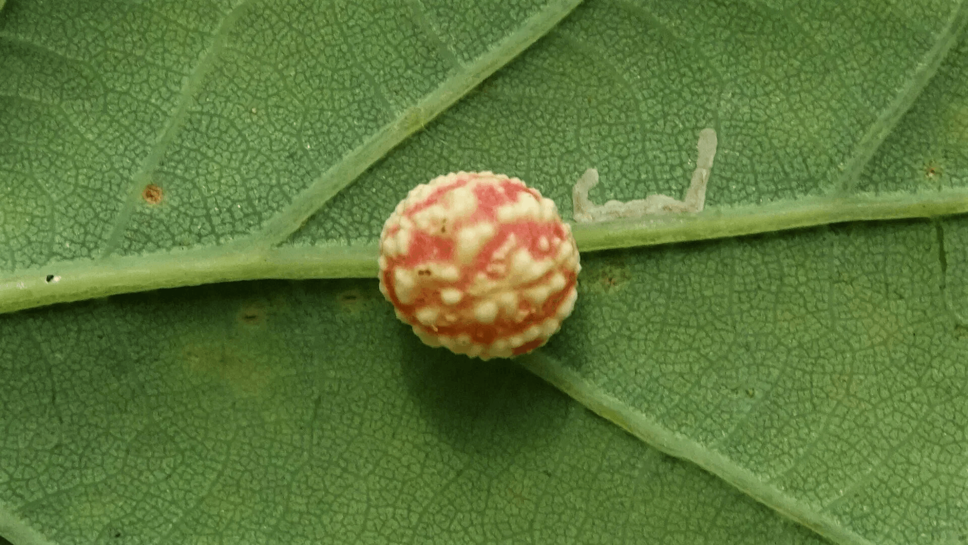 Striped Pea Gall