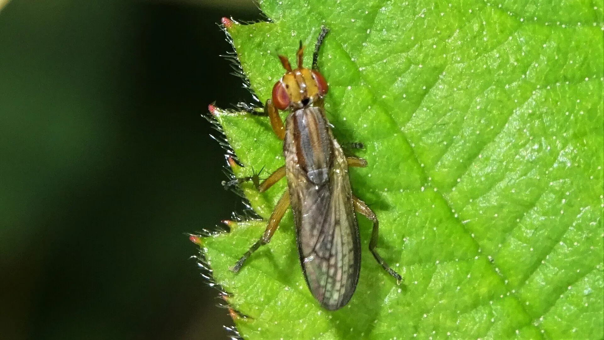 Beetle