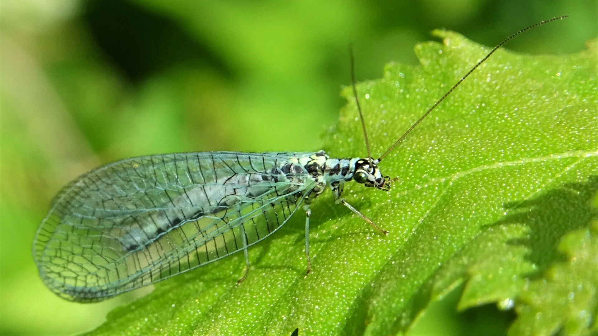 Alderfly