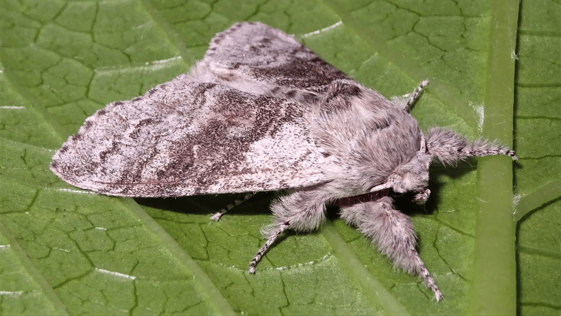 Pale Tussock 