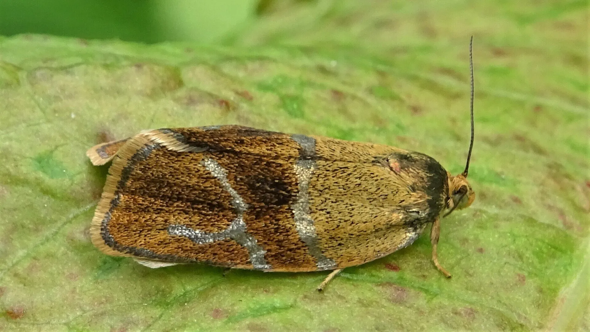 Great Tortrix 