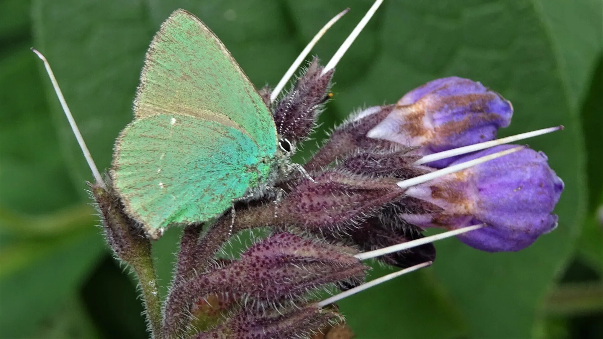 Green Hairstreak Callophrys rubi 