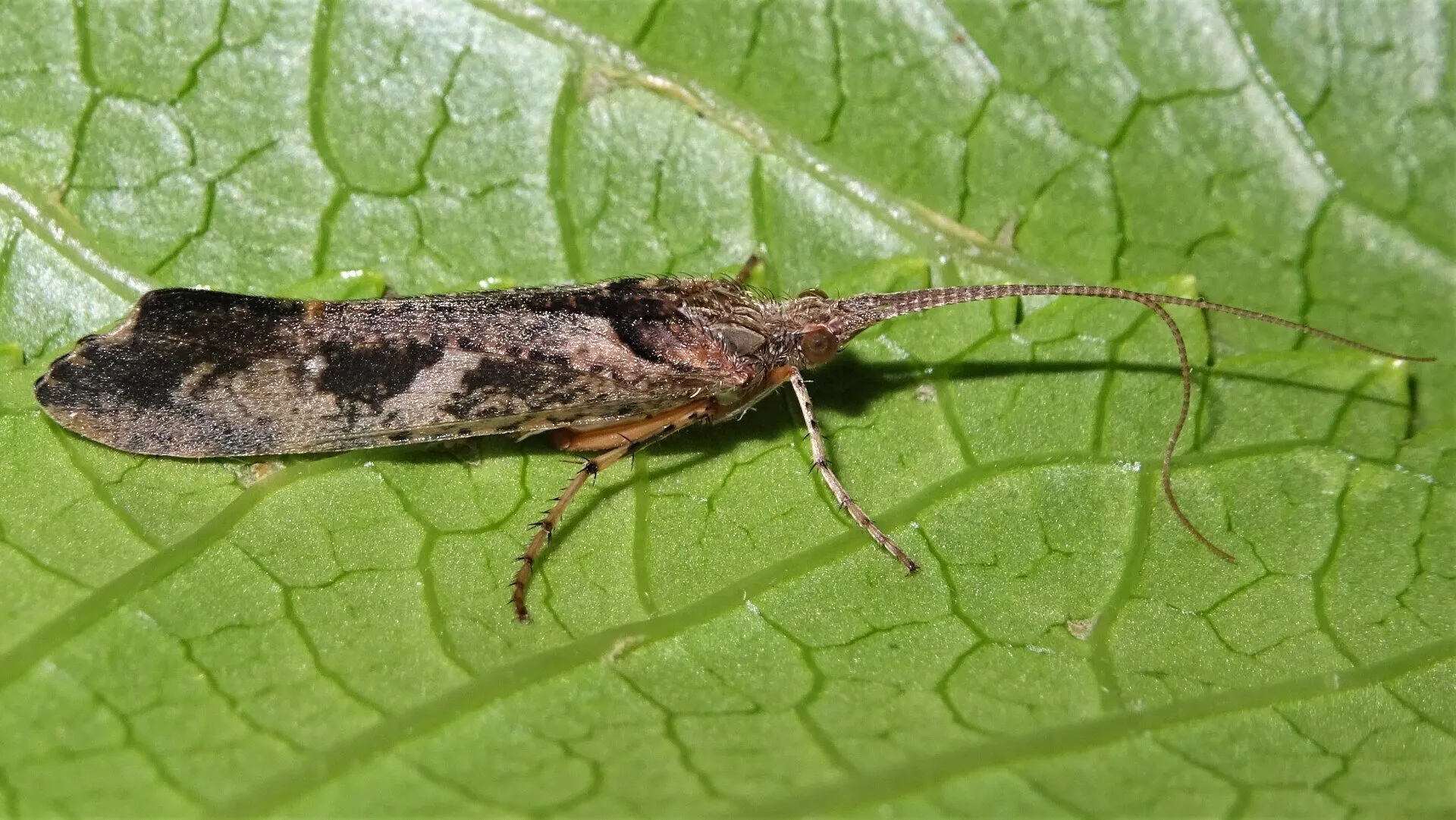 Glyphotaelius pellucidus