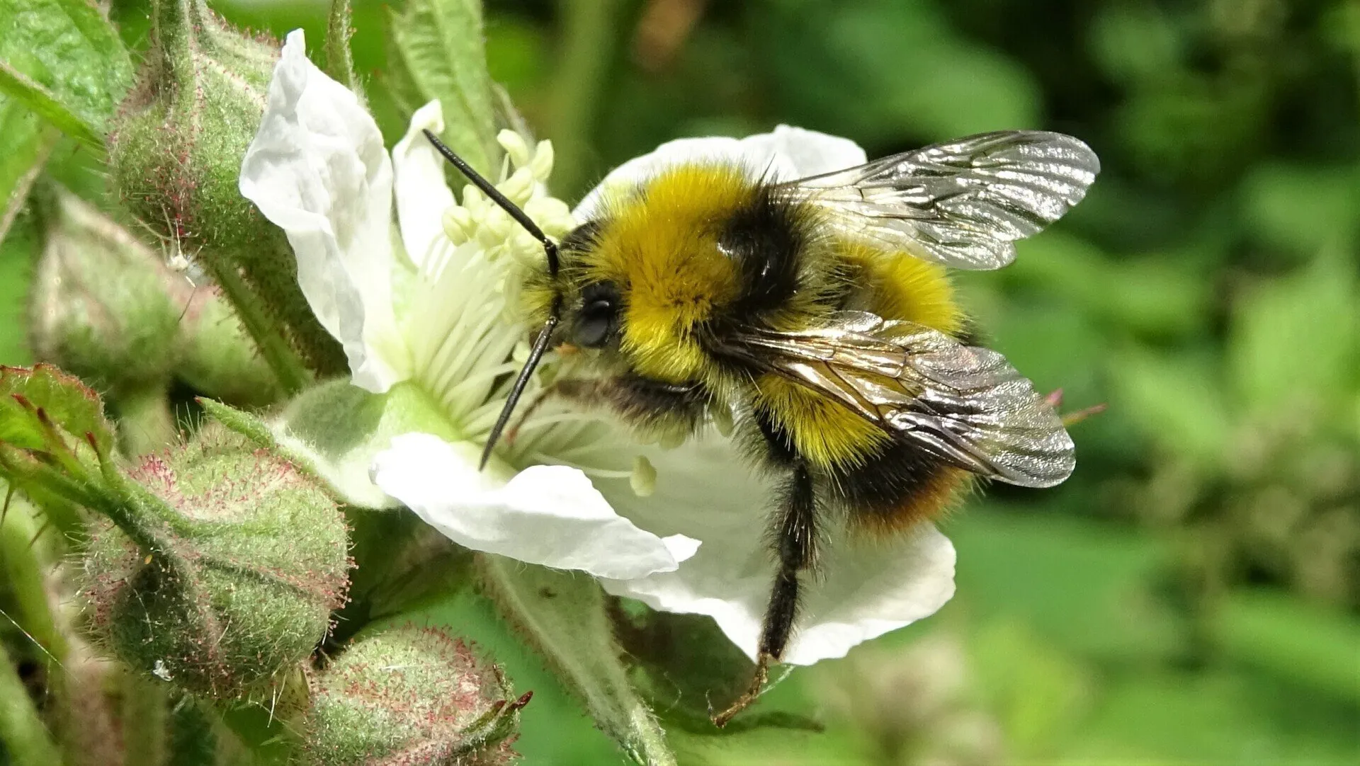 Leafcutter Bee 