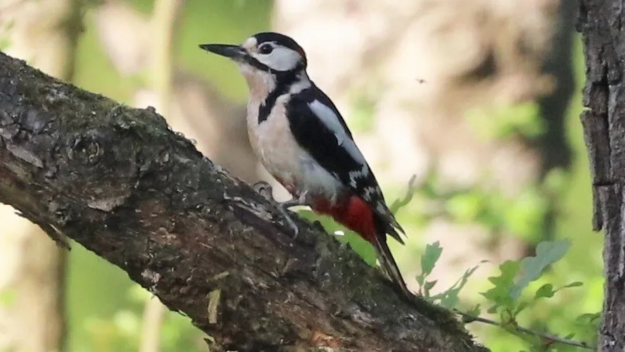 Great Spotted Woodpecker