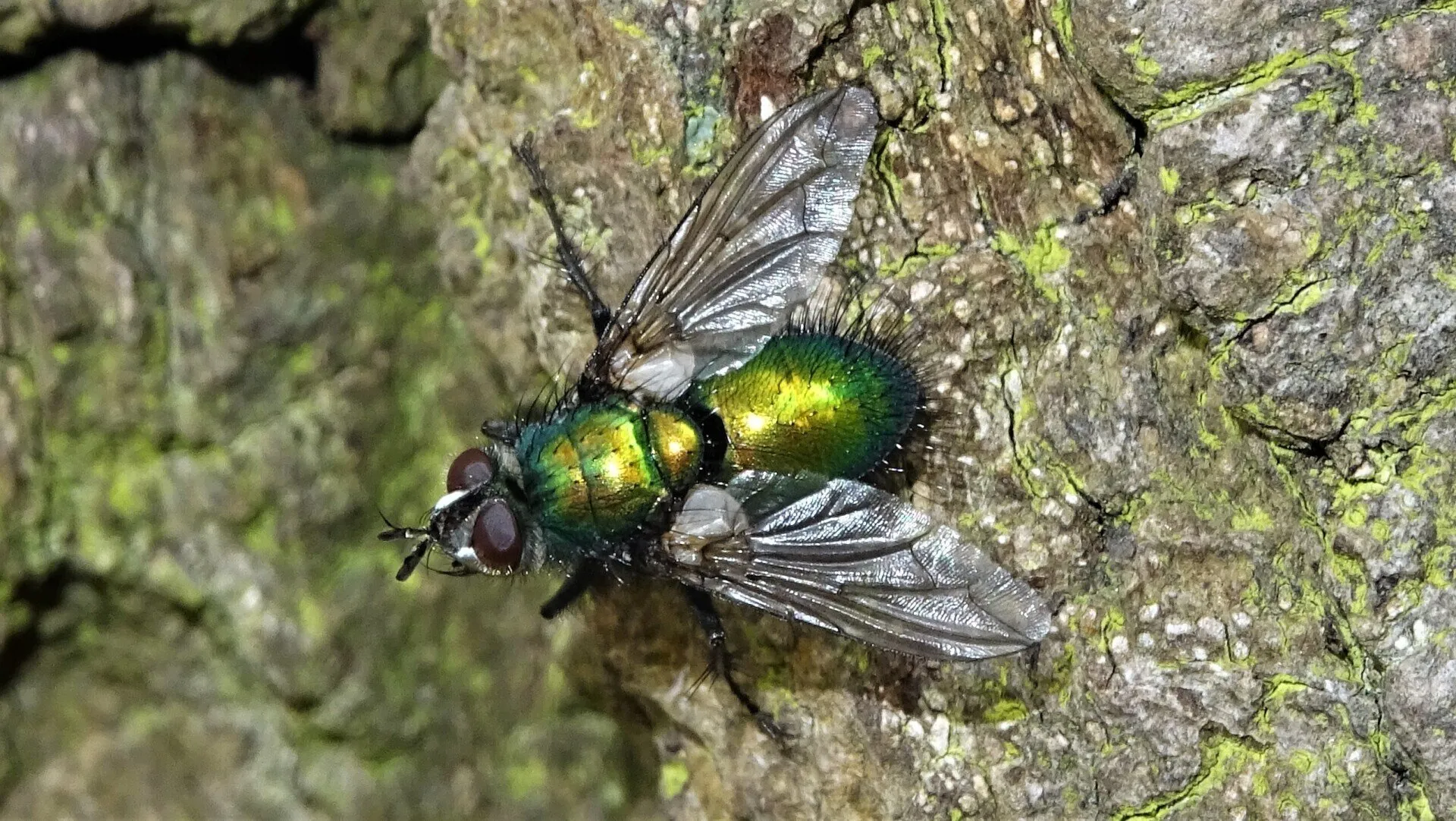 Beetle