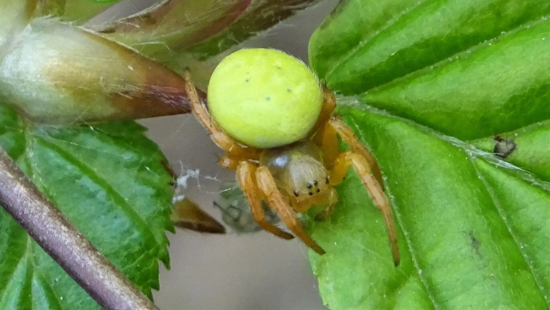 Cucumber Spider