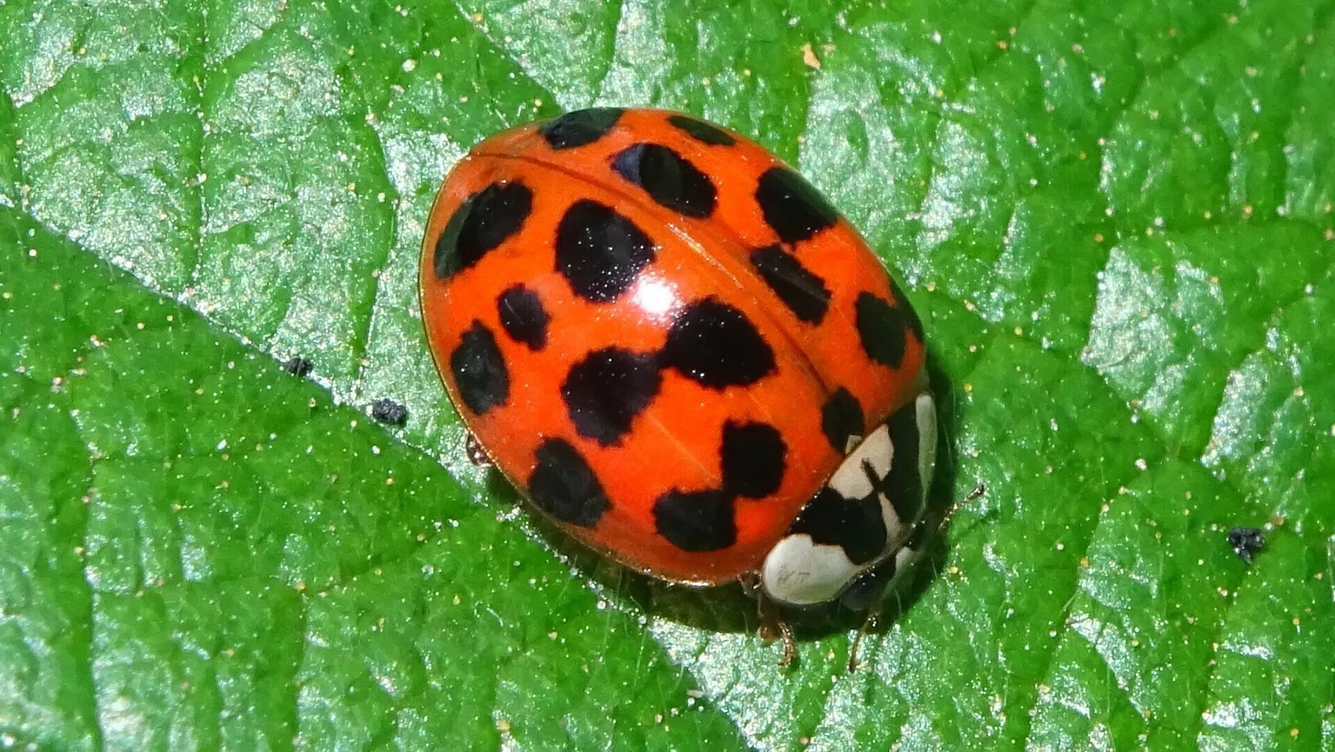 Harlequin Ladybird