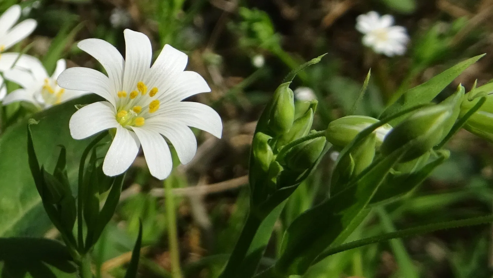 Greater Stitchwort