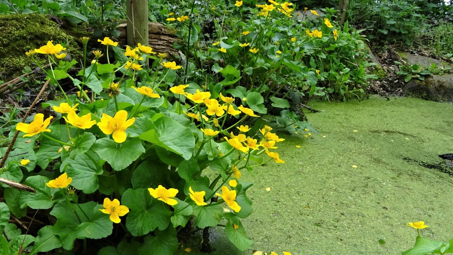 Marsh Marigold