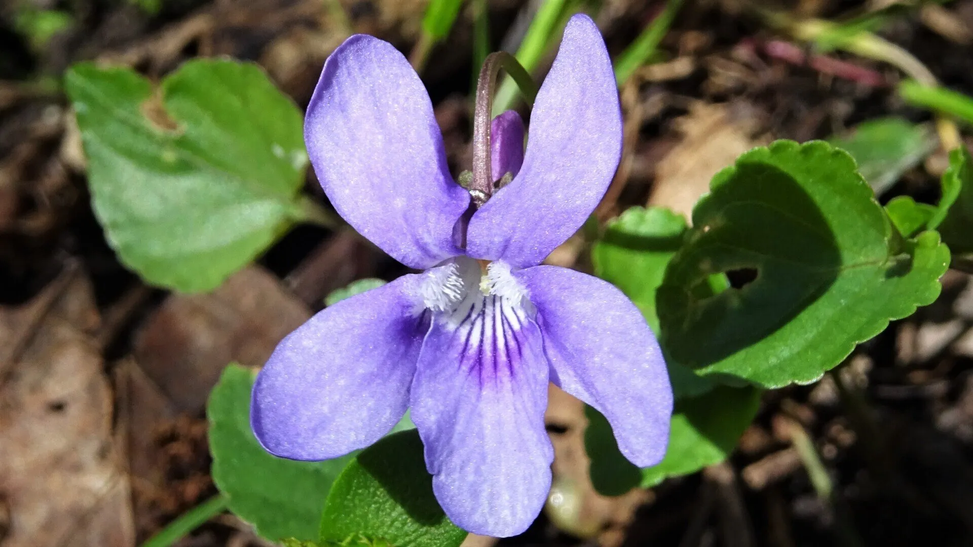 Early Dog Violet