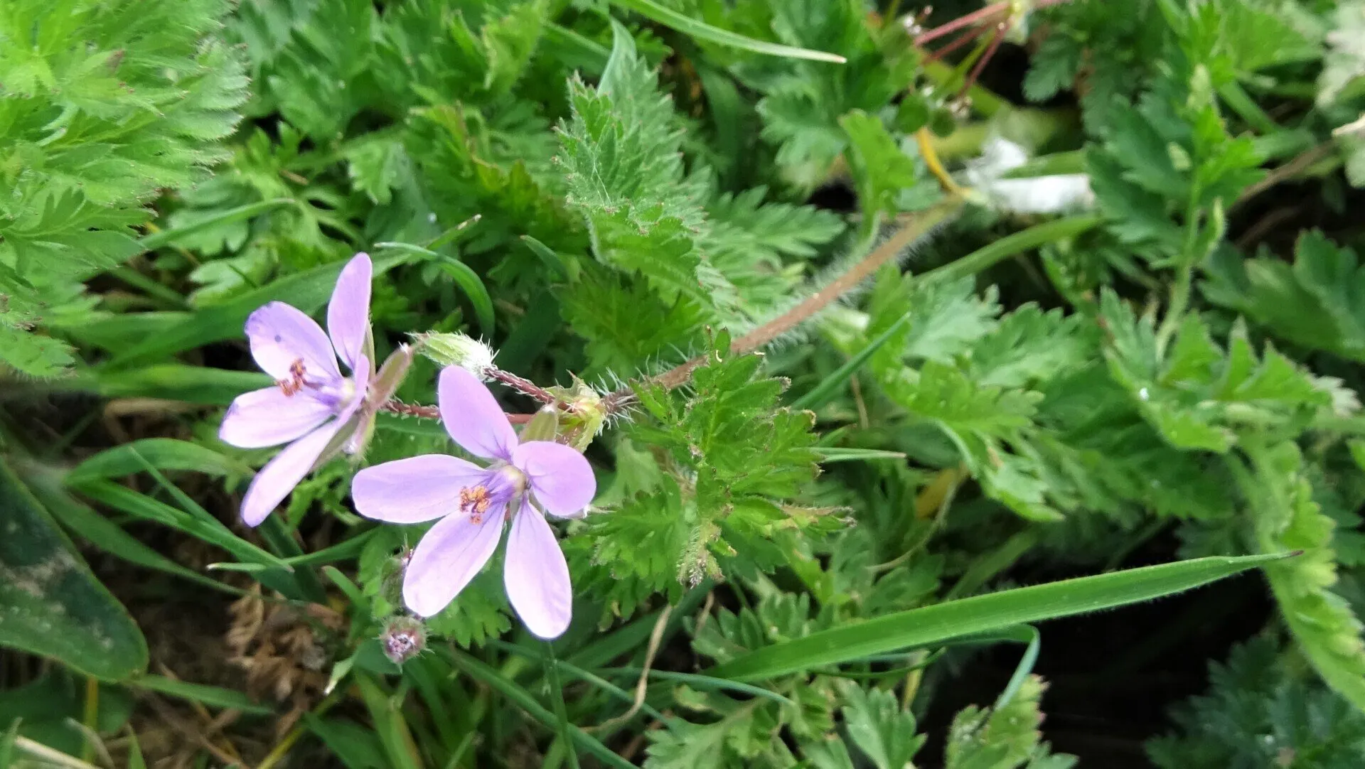 Common Stork's-bill 