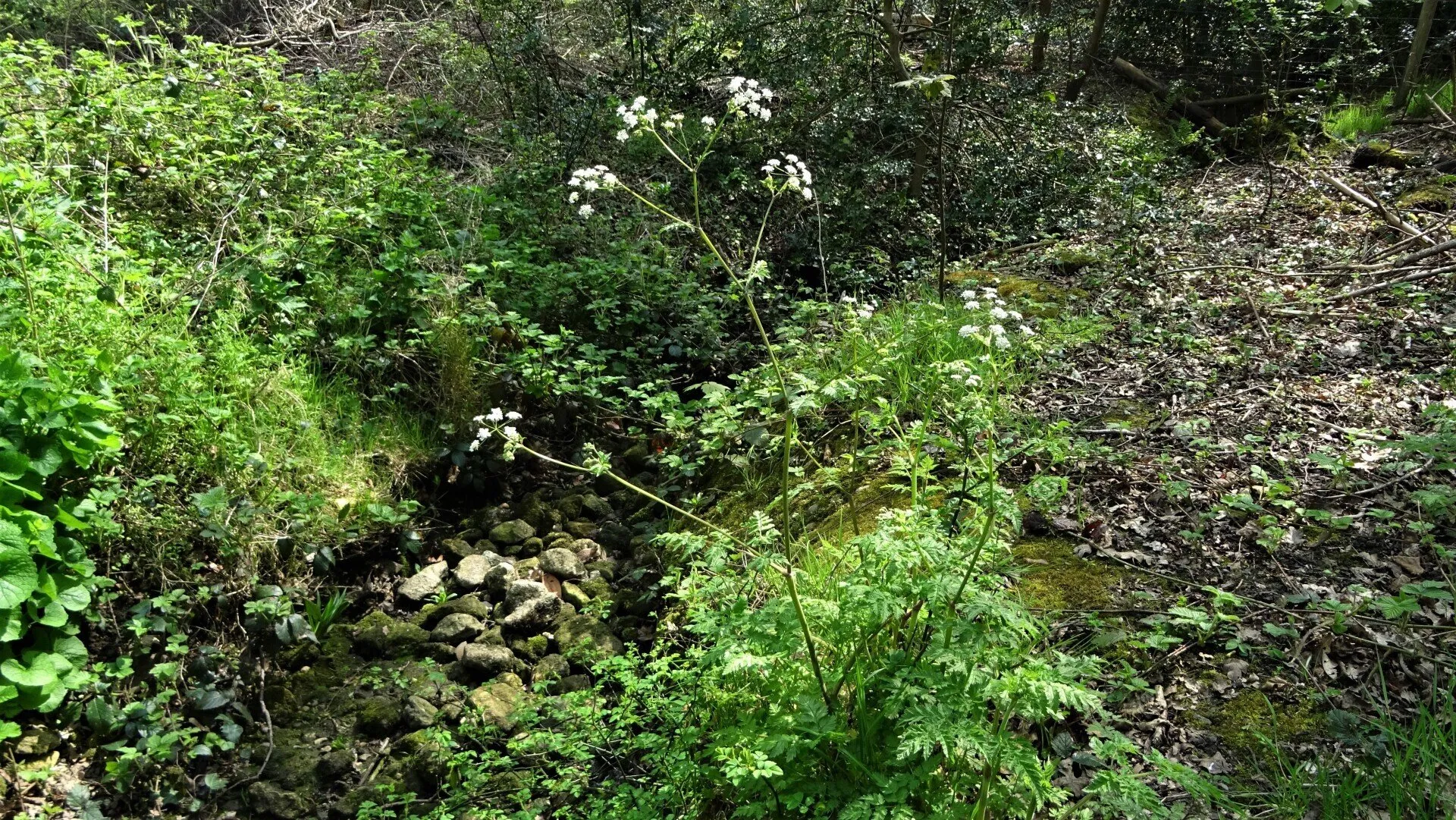 Cow Parsley 