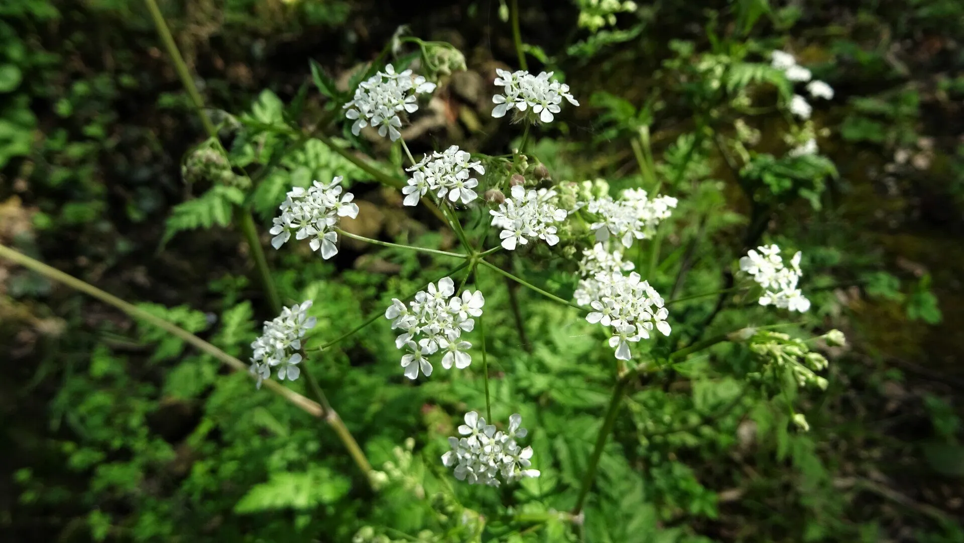 Cow Parsley 