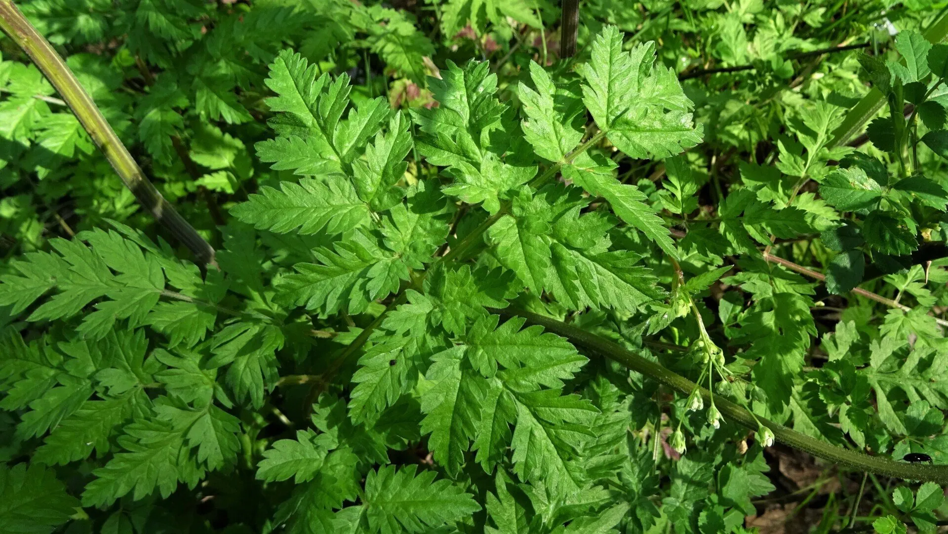 Cow Parsley 