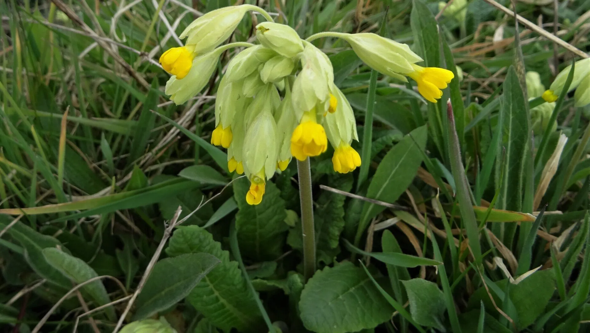 Cowslip