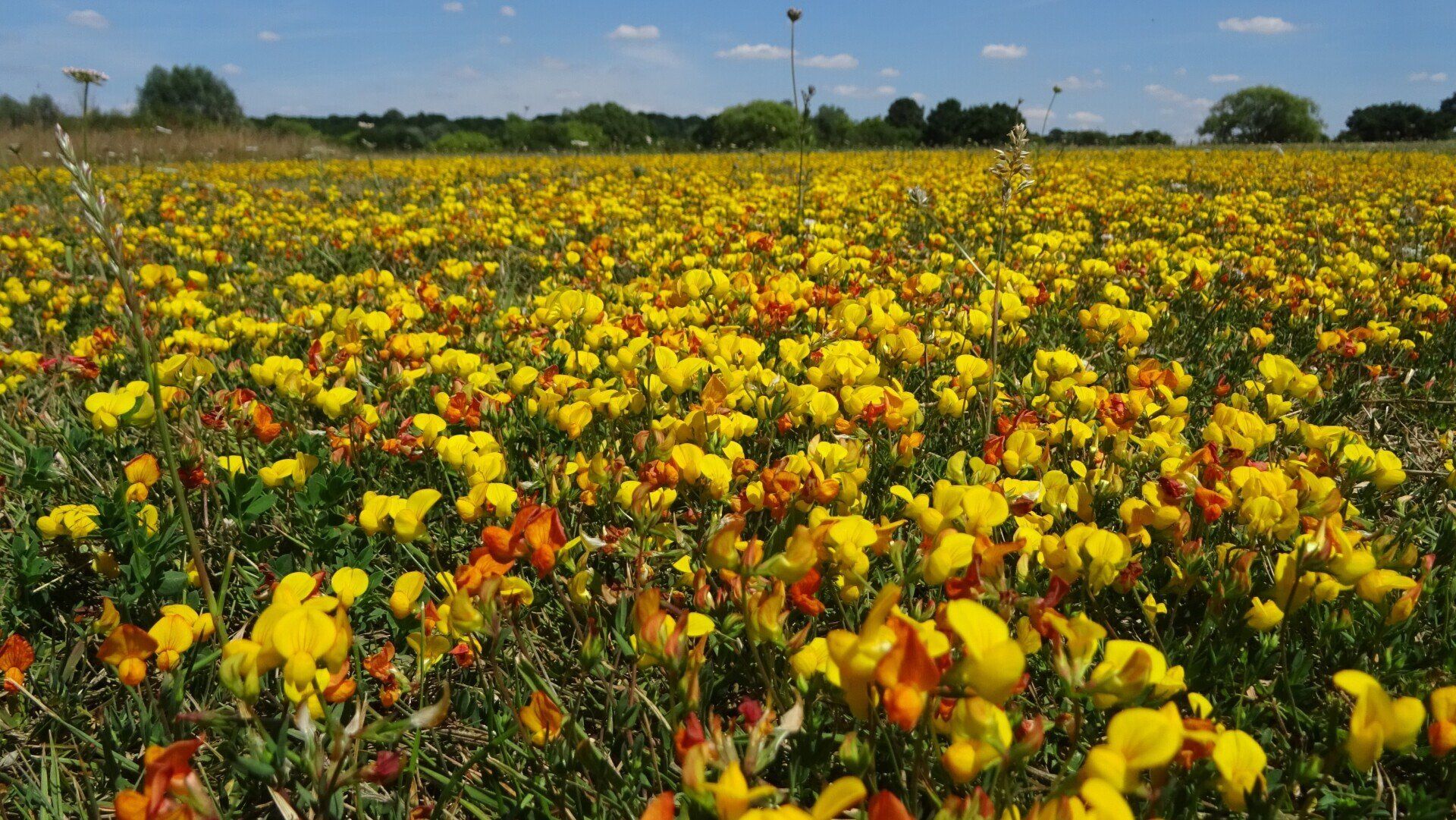 Bird's-foot Trefoil 