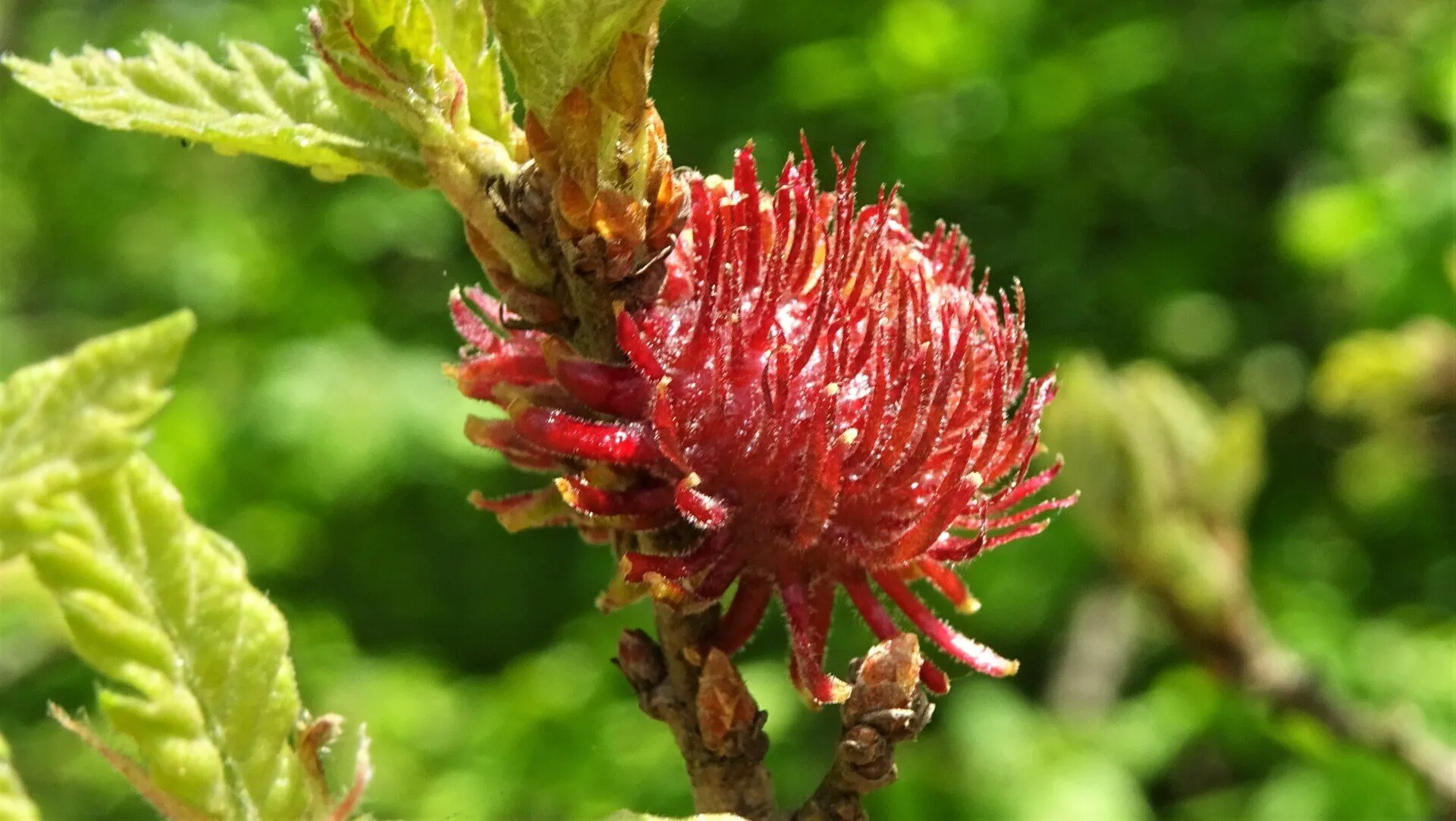 Anemone Gall