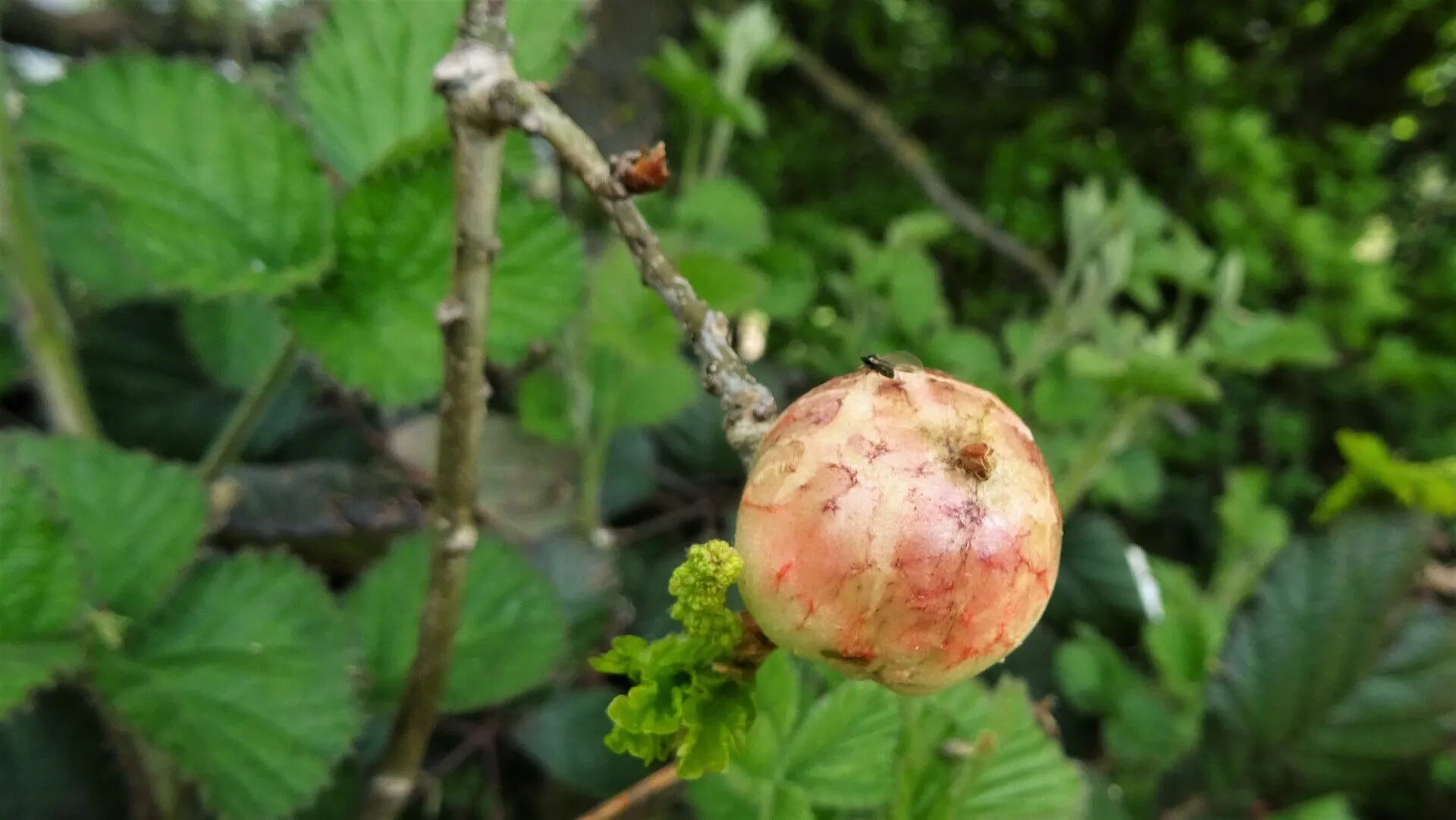 Oak Apple