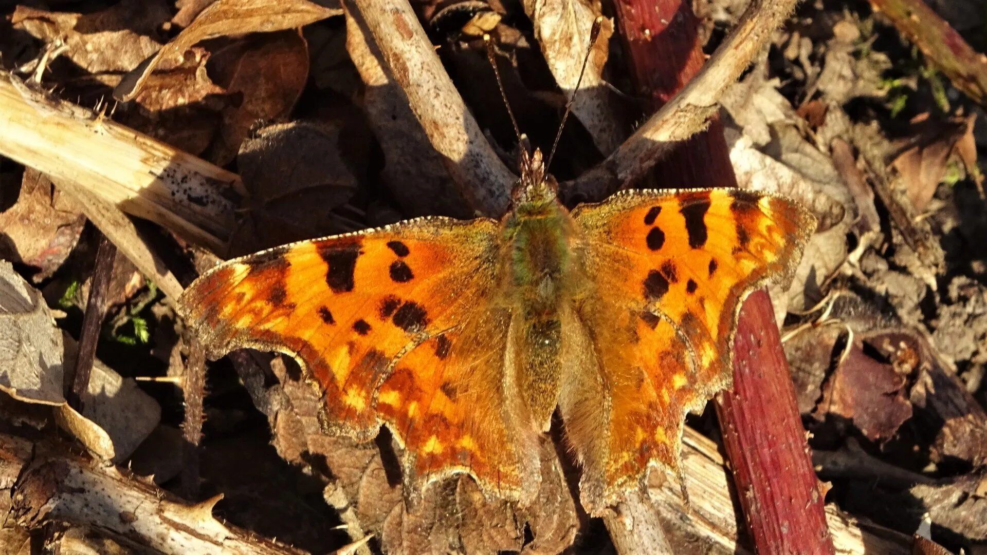 Comma