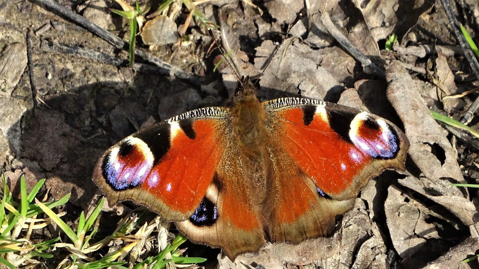 Peacock Aglais io