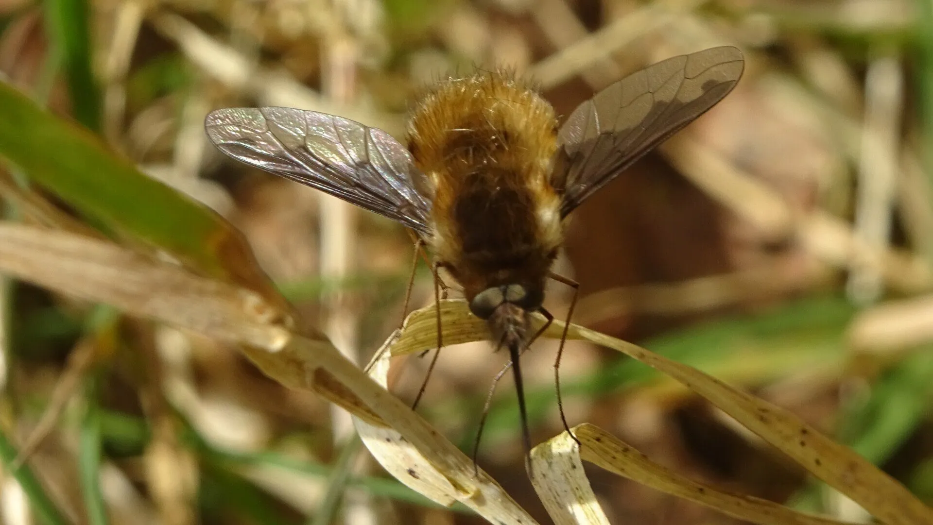 Bombylius major