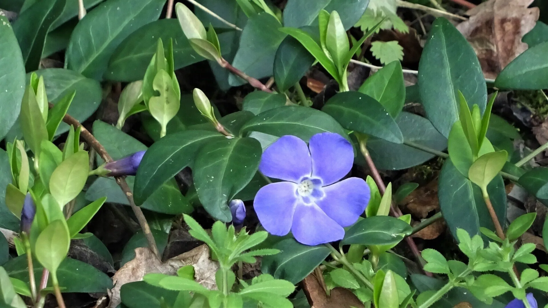 Lesser Periwinkle