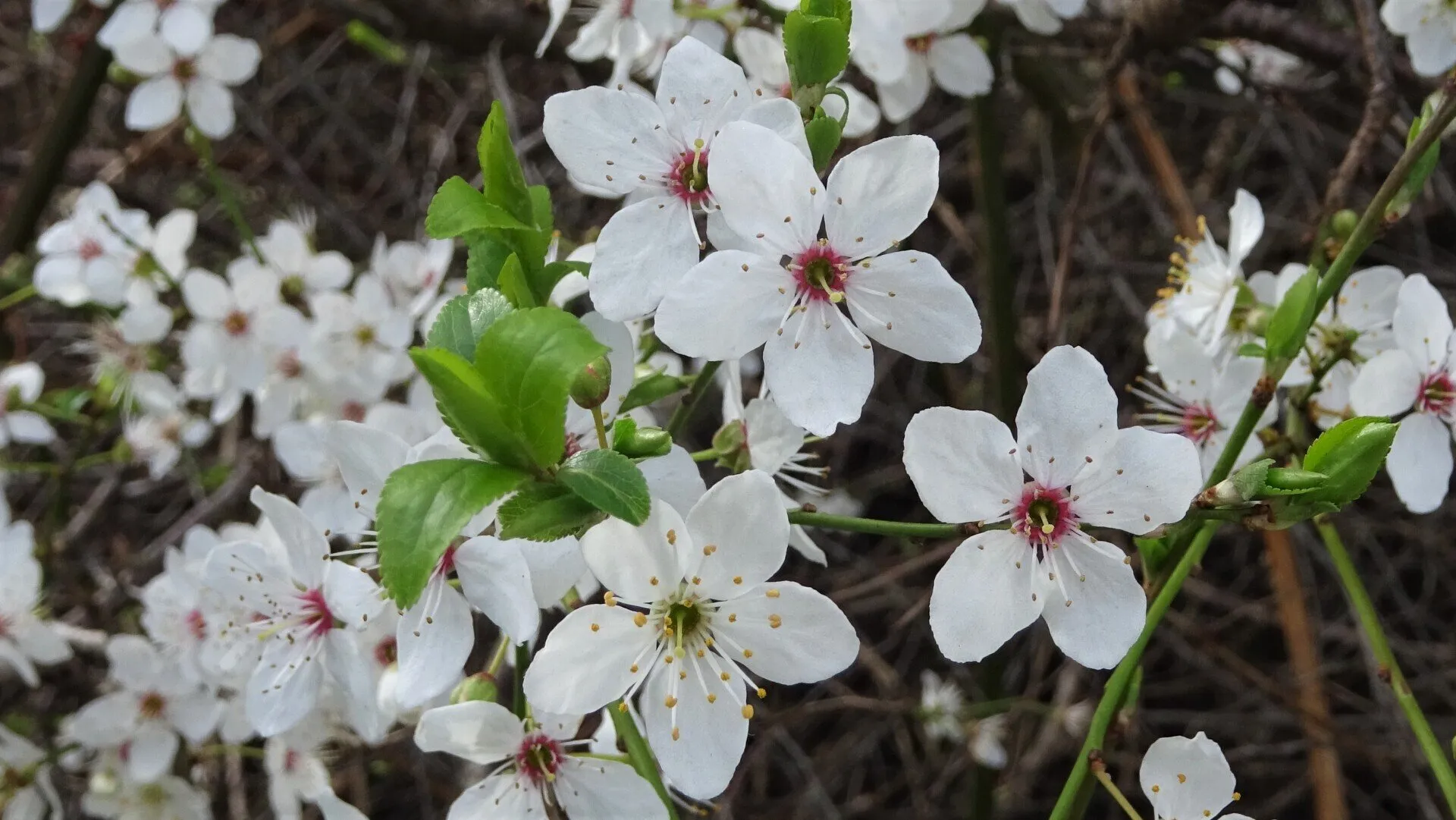 Cherry Plum