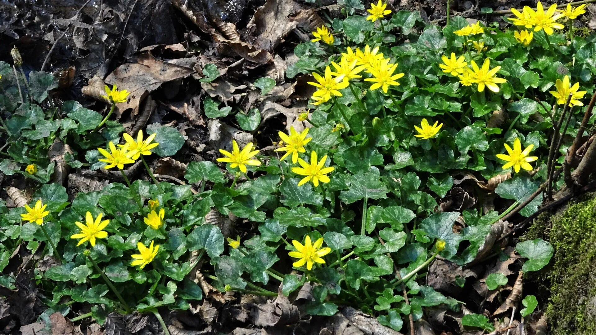 Lesser Celandine