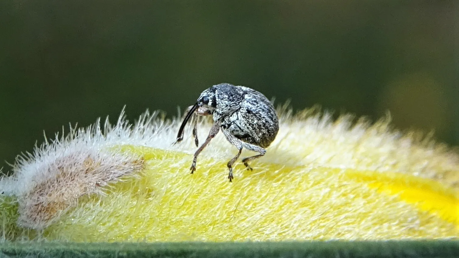 Weevil