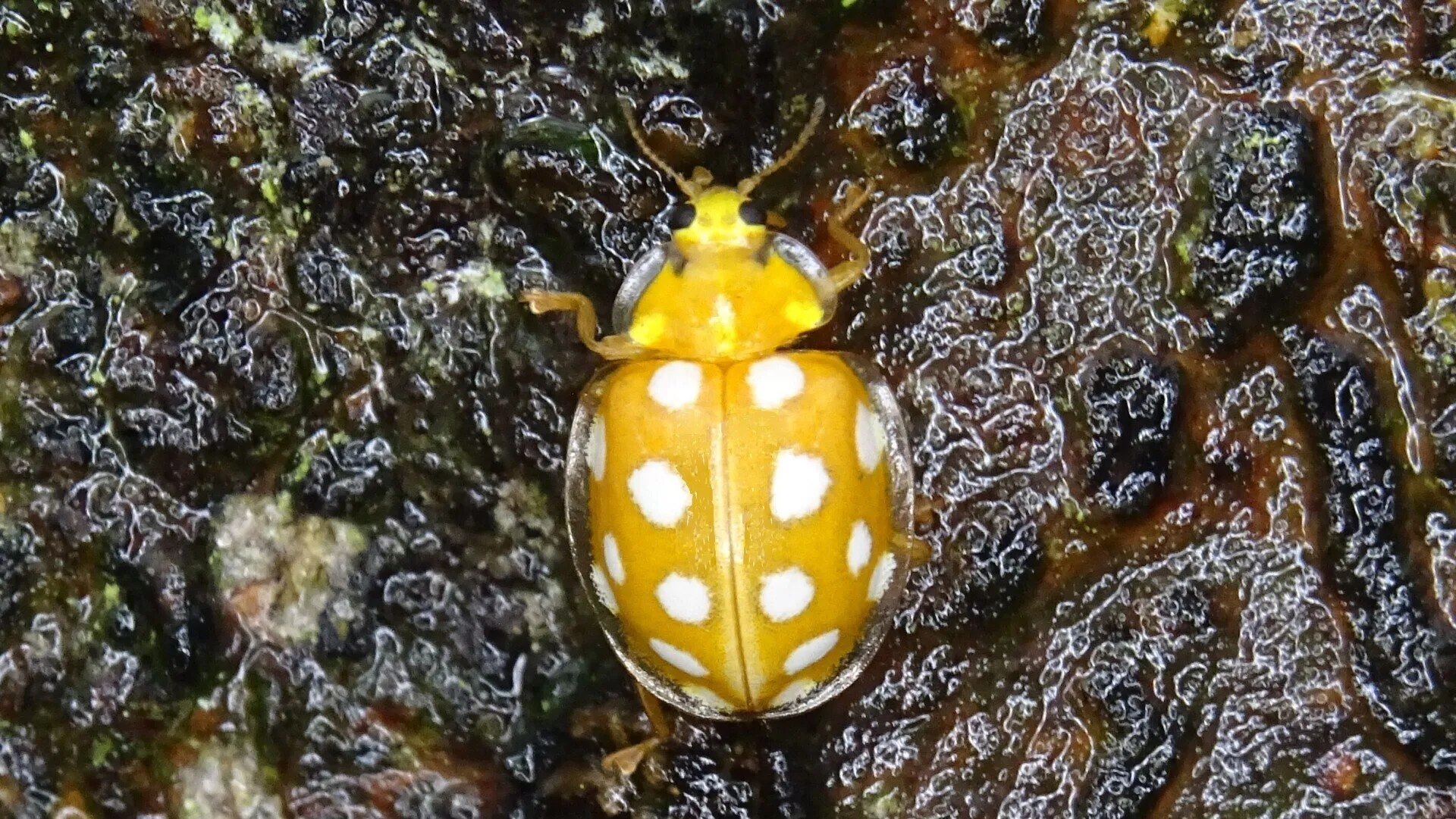 Orange Ladybird