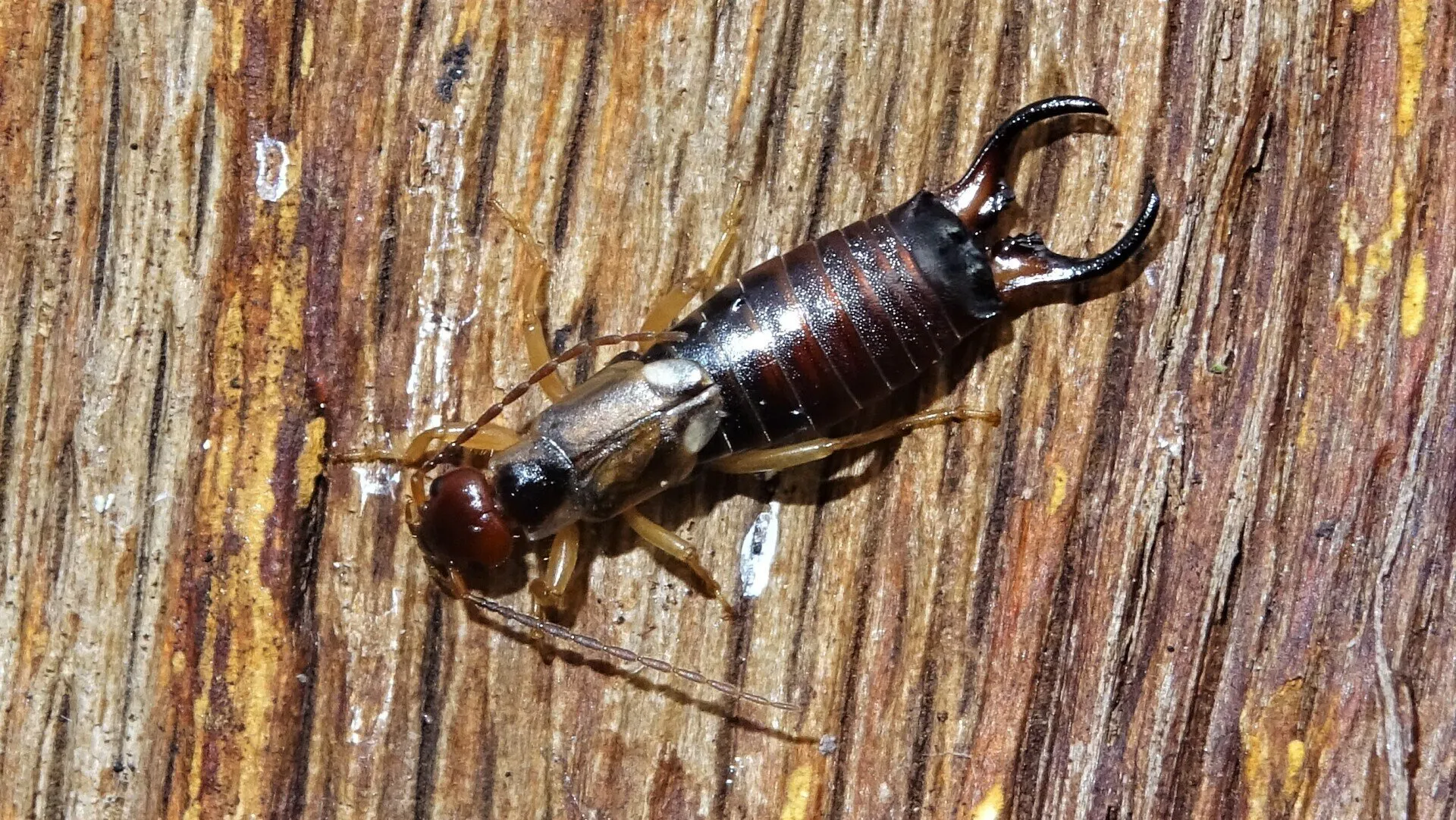 Common Earwig